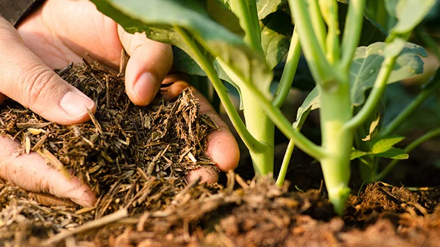 Garten und Balkon frühlingsfit machen: Beete düngen Junge Pflanzen werden mit Rindenmulch gedüngt