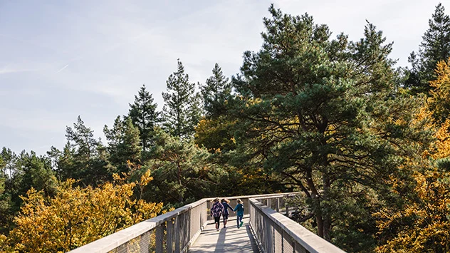 Kinderheilwald auf Usedom - Bild: TMV/Gross Der Baumwipfelpfad auf Usedom im Herbst