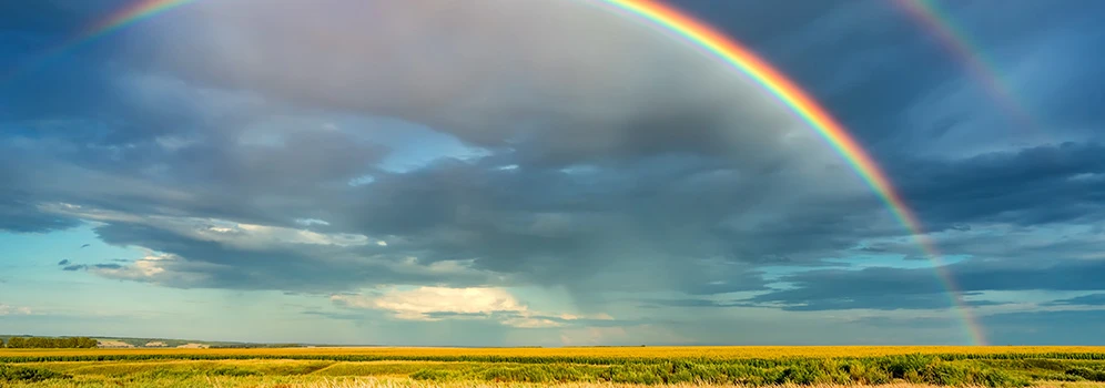 Regenbogen über Maisfeld