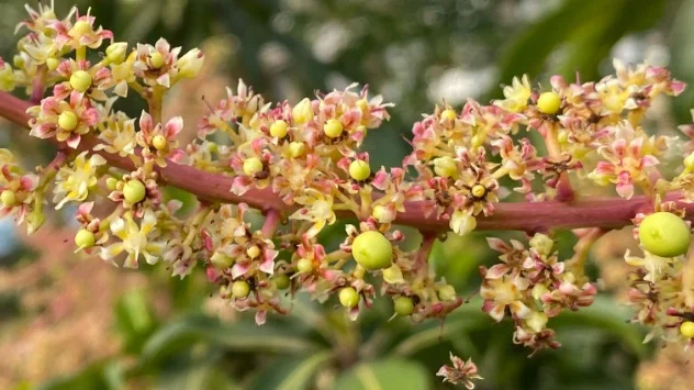 Mango Flower