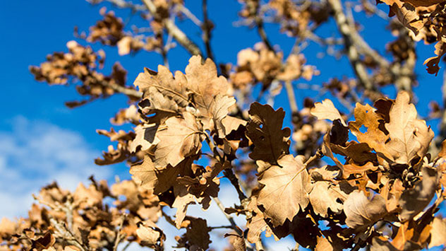Vertrocknete Eichenblätter an einem Baum - blauer Himmel