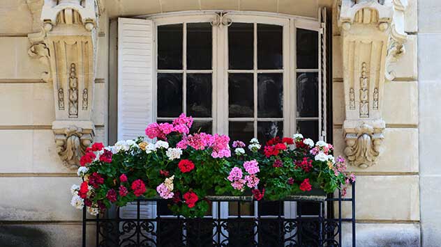 De geranium is een klassieke, makkelijk te verzorgen plant met schitterende, felgekleurde bloemen. 