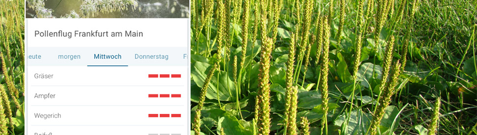 Blühender Wegerich auf Wiese - Pollenvorhersage Frankfurt