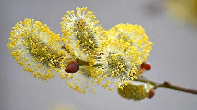 catkin