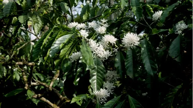 Coffee blossom in Kodagu, Karnataka