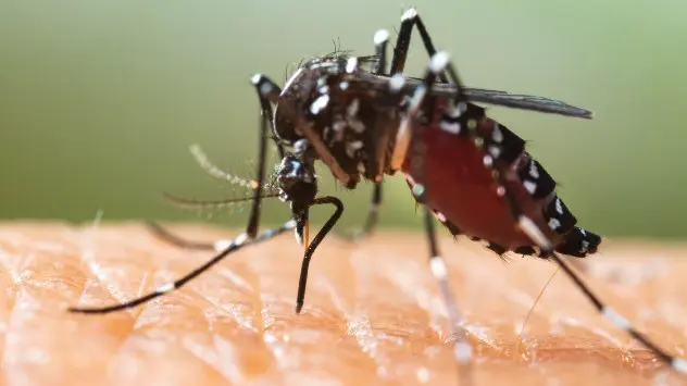 La población de mosquitos se ha disparado en España. 