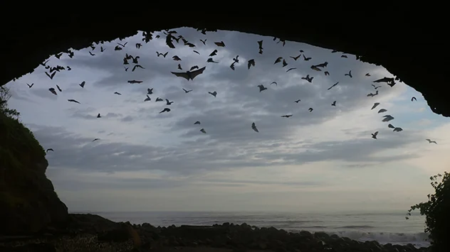Een kolonie vleermuizen zwermt 's avonds uit hun slaapgrot om op insecten te jagen.