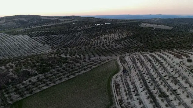 A field of olive trees as the drought in Europe threatens the harvest in Jaen, Spain on 6th January 2023.