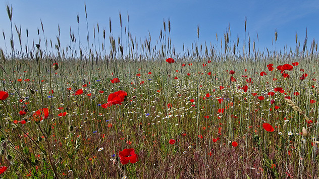 Der Klatschmohn blüht auf einem Feld bei Berlin.