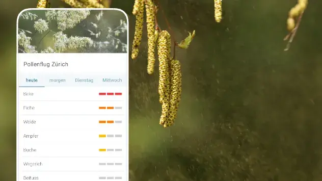 Pollenflugvorhersage Smartphone für Zürich - Hintergrund Birkenkätzchen mit Pollen