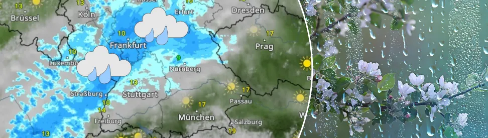 WetterRadar zeigt Dauerregen - blühender Baum im Regen