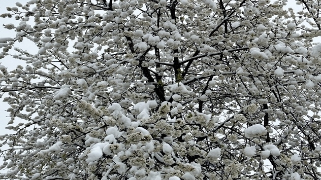 Sneg u Beogradu 8