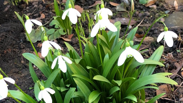 This collection of snowdrops was spotted by a Weather & Radar user in Canterbury.