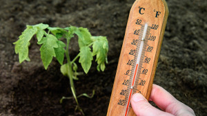 in Thermometer neben einer Tomatenpflanze