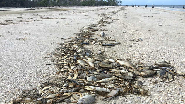 Tote Fische werden an der Golfküste Floridas angespült.