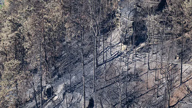 Verkohlte Bäume stehen nach einem Waldbrand im Nationalpark Sächsische Schweiz.