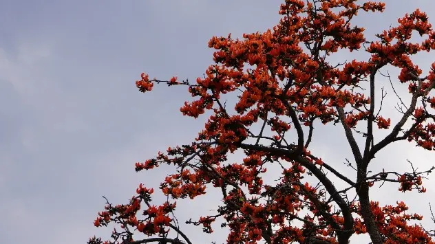 Palash (flame-of-the-forest)