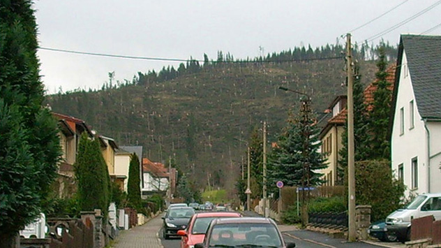 Fast der ganze Wald ist verschwunden.