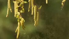 Birkenkätzchen entleeren Blütenstaub