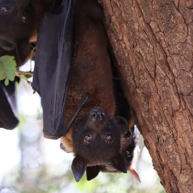 You can see Indian Flying Foxes in the parks and secluded areas