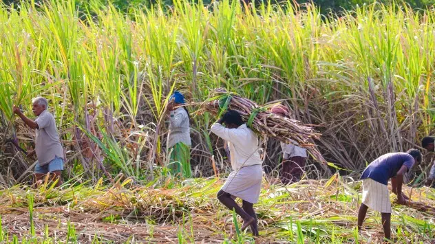 Parts of sugarcane producing regions of Karnataka and Maharashtra faced drought and water shortage this year