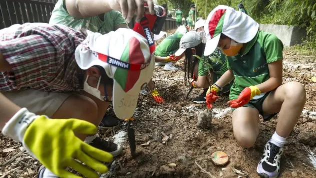 A Miyawaki forest being planted in Tai Po, Hong Kong by young students at school. 
