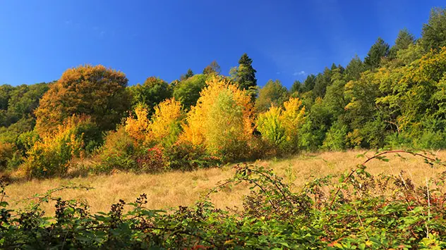 Herbst Sonne Blätter Laub 