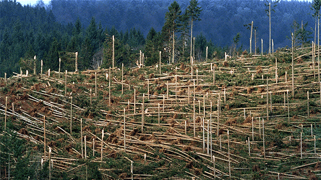 LOTHAR verwüstet ein Waldstück in Simonswald 