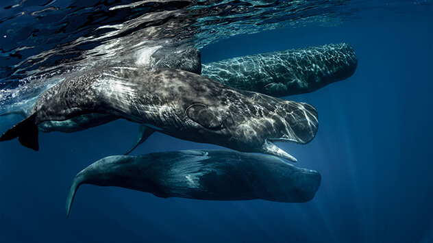 Whale-Watching auf den Azoren