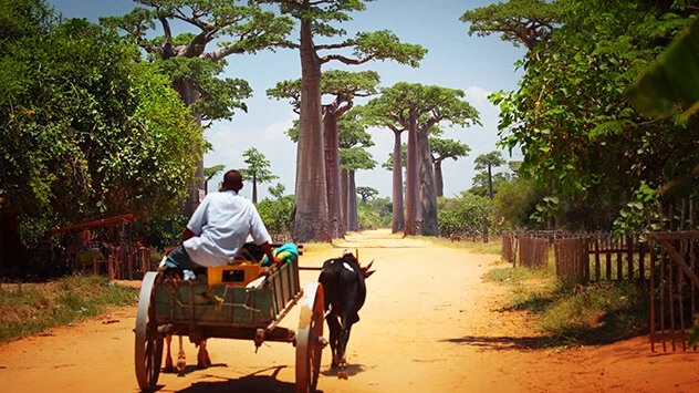 Mann fährt mit einer Kutsche durch einen Wald aus Affenbrotbäumen