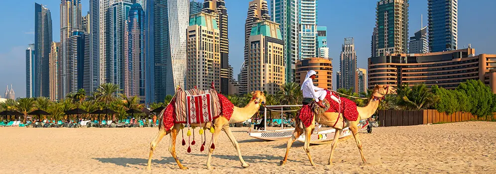 Kamele am Strand vor der Skyline von Dubai