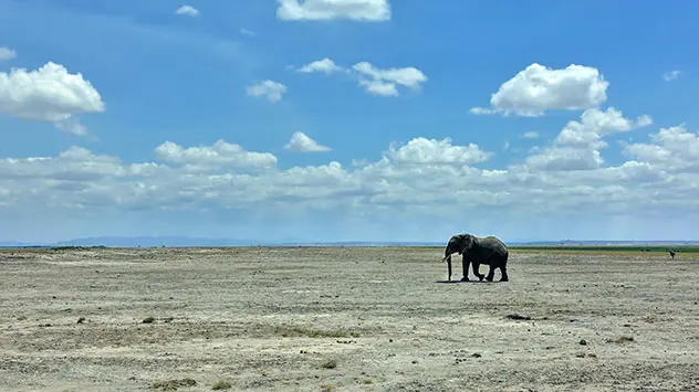 Elefant trabt über karge Ebene, flache Cumuluswolken am blauen Himmel über Afrika