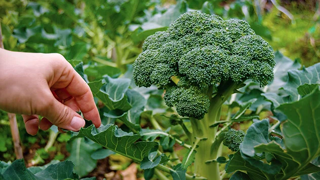 Grüner Brokkoli mit Blättern im Beet