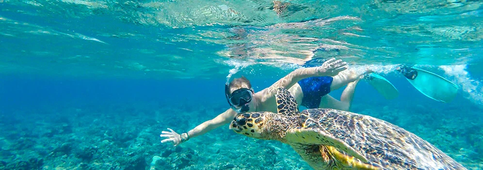 Taucher beobachtet eine Schildkröte unter Wasser