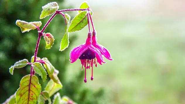 Welche Pflanzen sind kälteempfindlich und welche vertragen Frost gut? Pinke Fuchsie, die ihren Blütenkopf hängen lässt.