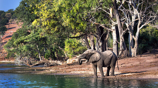 Elefant am Fluss