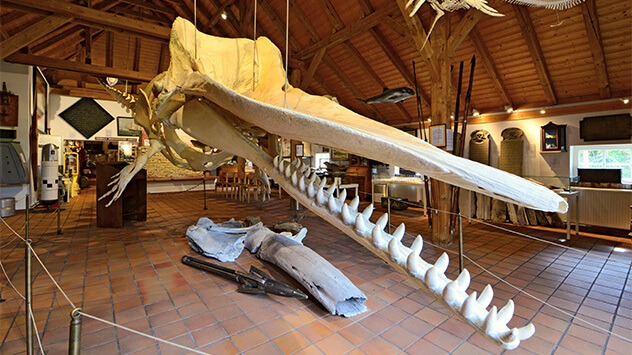 Walskelett im Heimatmuseum auf Borkum