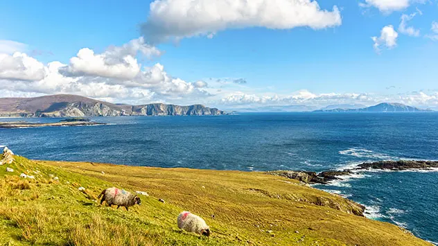 Küste Irlands mit weidenden Schafen und blauem Himmel