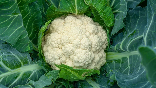 Regionales Sommergemüse: Blumenkohl Großer Blumenkohl im Beet