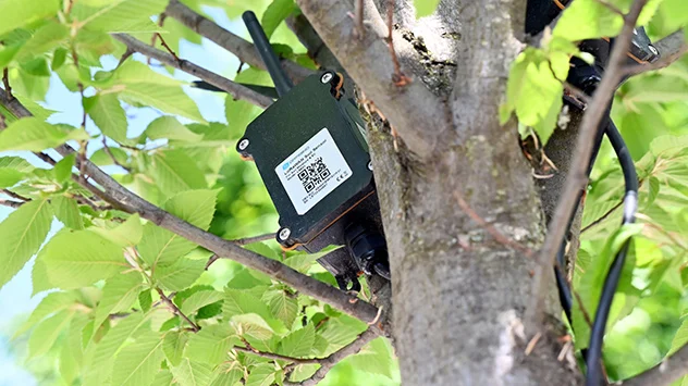 Sensor im Baum