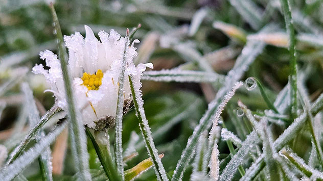 Morgens jedoch fühlt es sich häufig noch winterlich an. Der Tag beginnt zum Teil mit leichtem Frost. Reif überzieht hier ein Gänseblümchen.