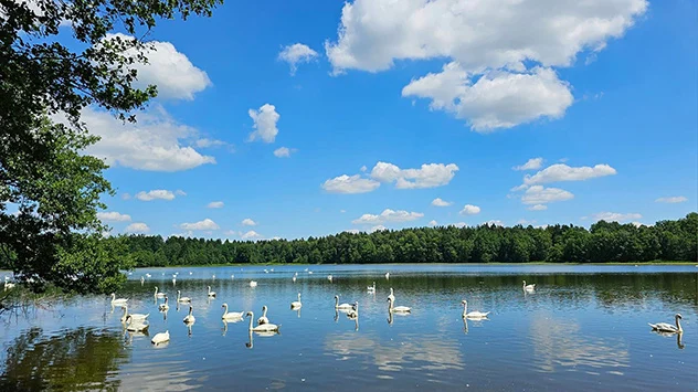 Schwäne im See