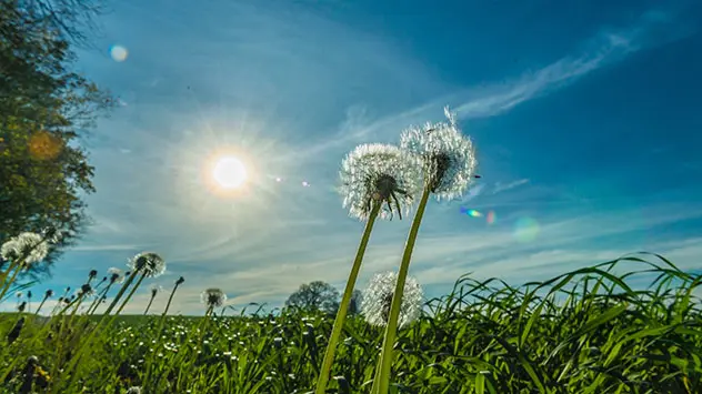 © Heinz-D. Fleck Pusteblumen bei Sonnenschein auf saftig grüner Wiese