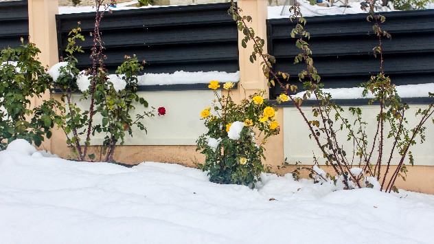 Zăpadă printre trandafiri în Moșna, Iași.