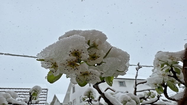 Sneg u Beogradu 2