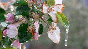 Apfelblüte Frostschutz (c) WetterOnline