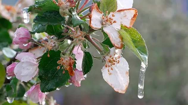 Apfelblüte Frostschutz