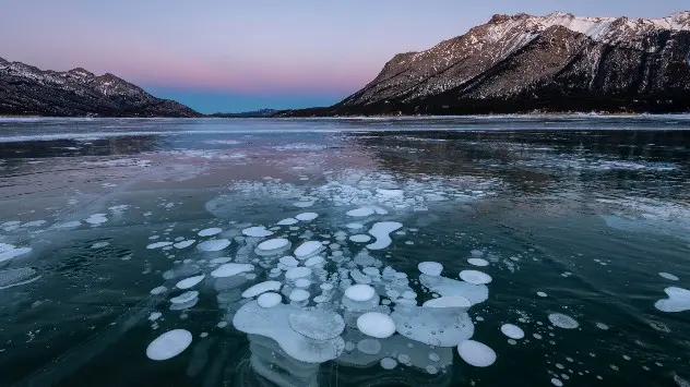 Frosne metanbobler fanget i isen i Abraham Lake, Kootenay Plains, Canada.