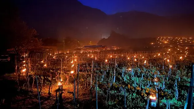 Candles burn in vineyard to protect vines from frost in cold temperatures
