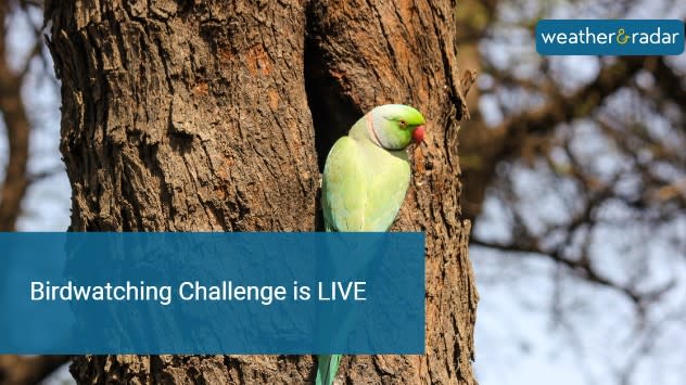 Beauty of Indian Birds Join the Birdwatching Challenge Today Weather